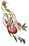 free hummingbird pic tattoo